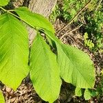 Fraxinus latifolia Leaf