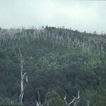 Fitzroya cupressoides Yeri
