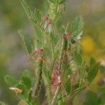 Ononis ornithopodioides Fruit