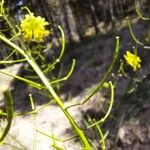 Erucastrum nasturtiifolium Плод