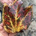Parthenocissus tricuspidataLevél