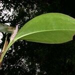 Anthurium obtusum Лист