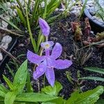 Calopogon tuberosus Kvet