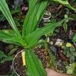 Calanthe triplicata Leaf