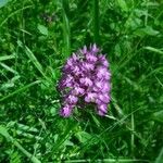 Anacamptis pyramidalisപുഷ്പം