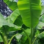 Musa basjoo ശീലം