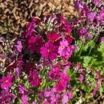 Primula malacoides Flower