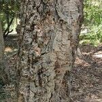 Quercus suber Bark