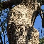 Combretum imberbe Bark