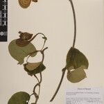 Aristolochia griffithii ᱮᱴᱟᱜ