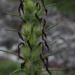 Pedicularis anserantha Облик