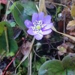 Anemone hepatica花