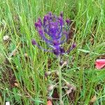 Muscari comosum花