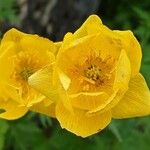 Trollius chinensis Fiore