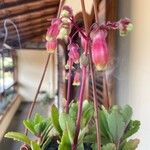 Kalanchoe miniata Blomst