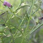 Anisantherina hispidula Hábito