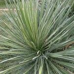 Yucca angustissima Leaf