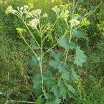 Arnoglossum atriplicifolium Foglia