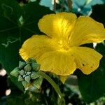 Luffa cylindrica Λουλούδι