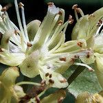 Tilia platyphyllos 花