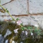 Clinopodium nepetaFlower