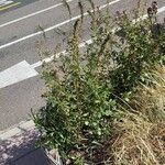 Cleome spinosa Habit