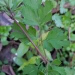 Corydalis flavula Leaf