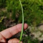 Carex pallescens 葉