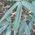 Sasa kurilensis Leaf