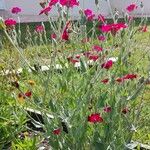 Silene coronaria आदत