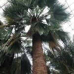 Washingtonia filifera অভ্যাস