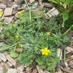 Ranunculus sardousBlomma