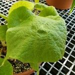 Begonia sudjanae List