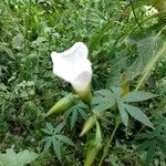 Merremia tuberosa Flor