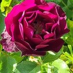 Rosa x odorata Fula