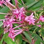 Valeriana angustifolia Blüte