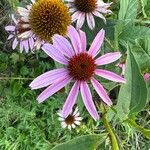 Echinacea angustifoliaപുഷ്പം