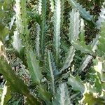 Euphorbia lactea Leaf