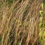 Schizachyrium scoparium Агульны выгляд