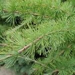 Larix laricina Листок