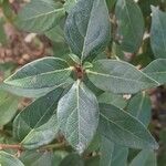 Viburnum rugosumLeaf