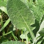 Centaurea seridis Foglia