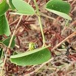 Helinus integrifolius Fulla