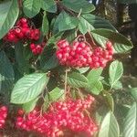 Cotoneaster coriaceusफल