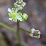 Hornungia procumbens Sonstige