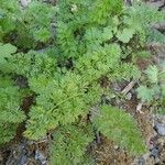 Daucus carotaLehti