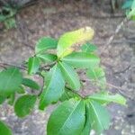 Erythroxylum havanense Leaf