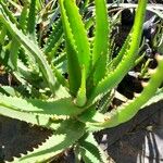 Aloe dawei Lapas