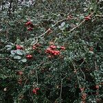 Crataegus × media Plante entière