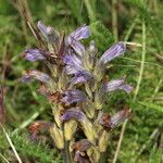 Phelipanche purpurea Fula
